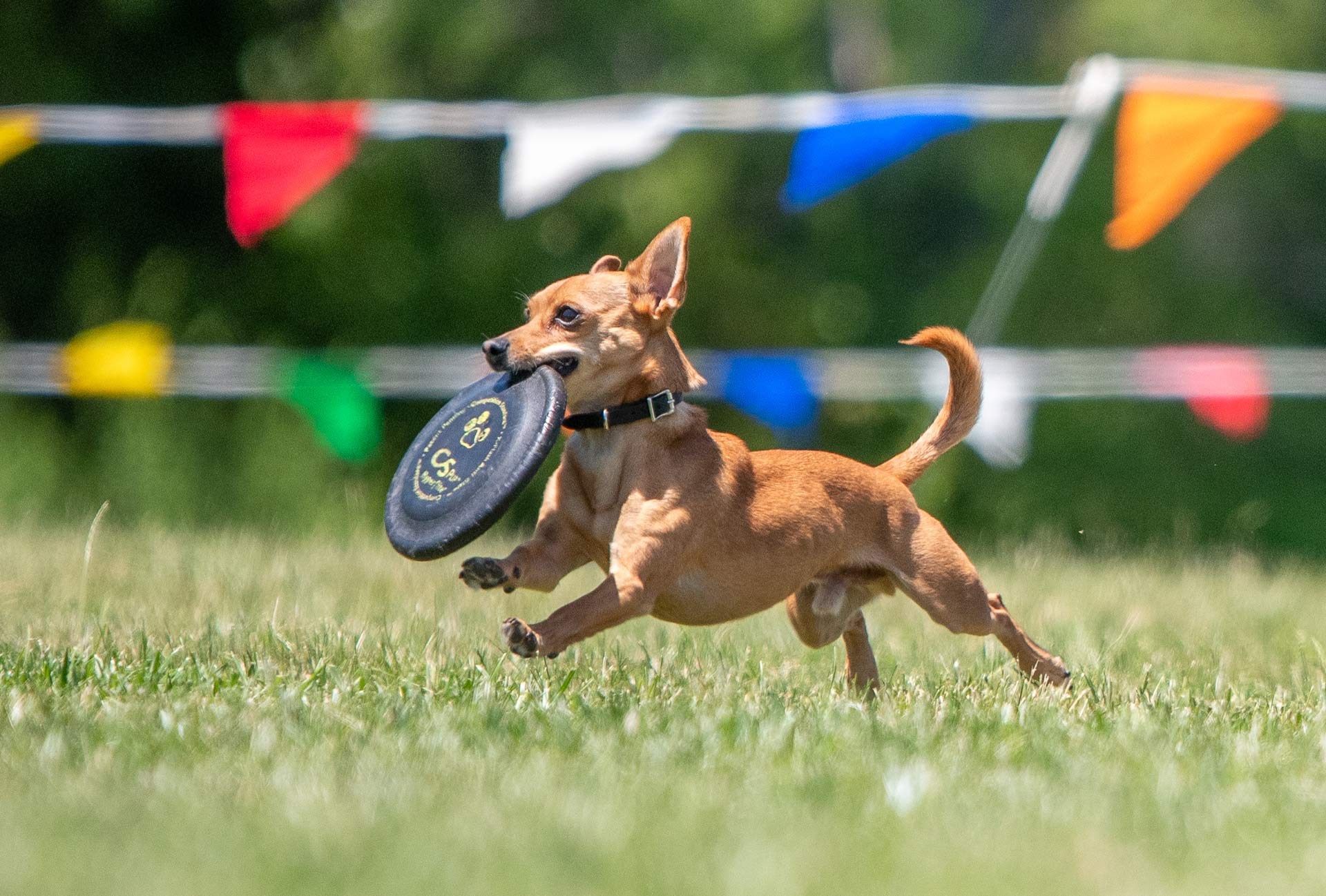 Protection Dog Training