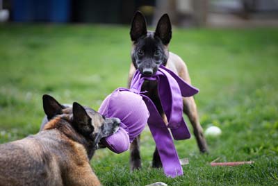 Dog frisbee fun